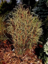 Thuja occidentalis 'Ohlendorfii' 